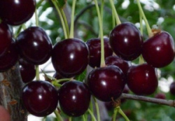 35a5c0e80eb4ef69