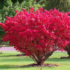 large_34.jpg@webp