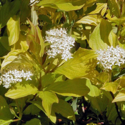 deren-belyi-aurea-3431