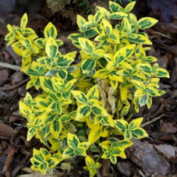 emerald-gold